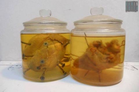 Bari, infilza i cuori di maiale e li mette sottovetro: �Colpa della Chiesa�